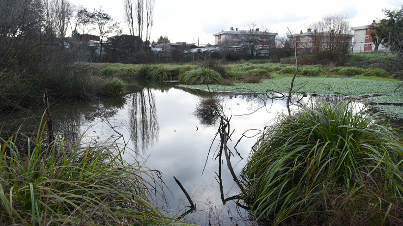Declaran zona protegida al Humedal Urbano Menoko Tromen de Temuco Declaran zona protegida al Humedal Urbano Menoko Tromen de Temuco