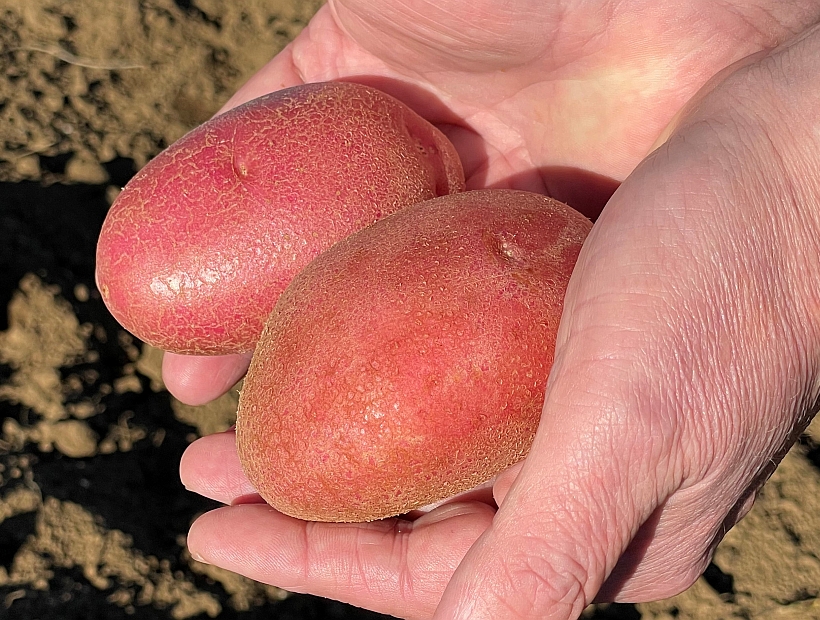Variedad de papa Patagonia-INIA obtuvo los mejores rendimientos en estudio