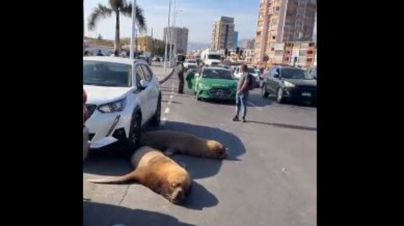 [VIDEO] Una decena de lobos de mar obstaculizaron el tránsito en el sector de la caleta de Antofagasta