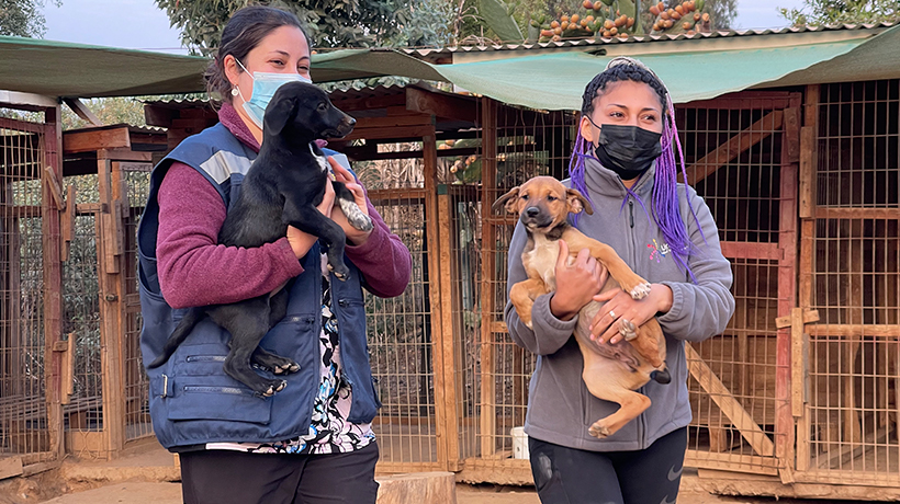 Construyen nuevo y moderno centro veterinario en Limache