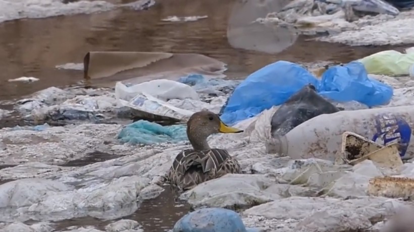 [VIDEO] Captan a pato nadando y alimentándose en medio de gran basural en Quebrada Carrizo de Antofagasta