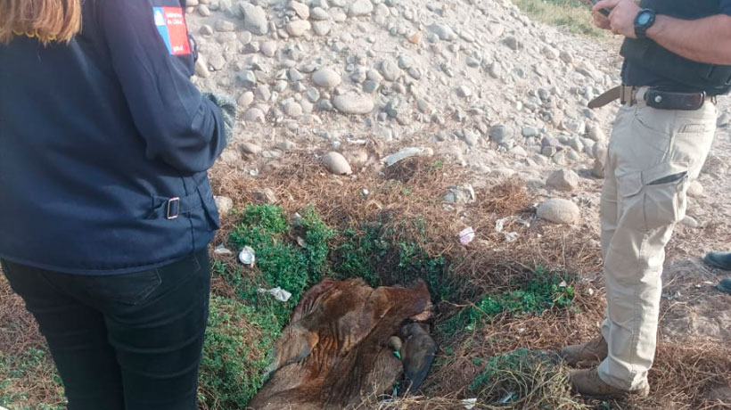Detienen a cuatro sujetos en Arica: Cazaron, faenaron y asaron a lobo marino Detienen a cuatro sujetos en Arica: Cazaron, faenaron y asaron a lobo marino