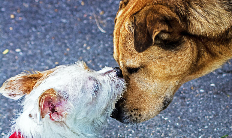 Los perros y la vejez: ¿Cómo saber cuando nuestras mascotas ya no son jóvenes? Los perros y la vejez: ¿Cómo saber cuando nuestras mascotas ya no son jóvenes?