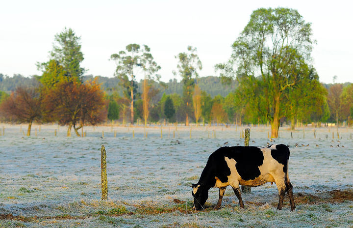 Grados bajo cero en Ñuble está afectando el forraje para animales