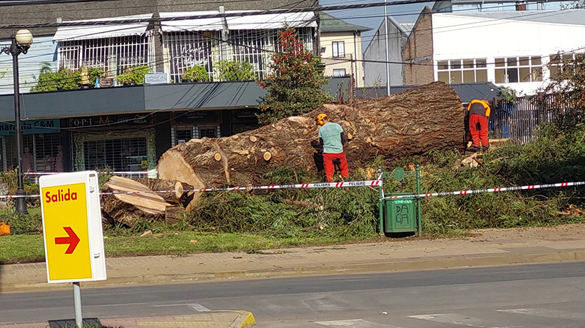 Municipio de Osorno explicó decisión de talar árbol en sector centro de Osorno