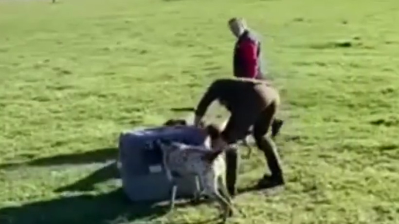 Denuncian a funcionario del SAG por maltrato animal en Villarrica: alimentó con un zorro a un grupo de perros