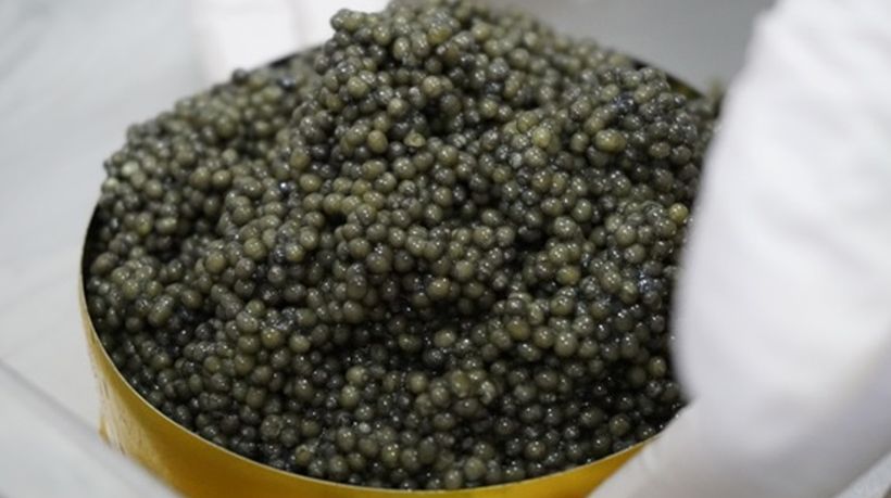 Acuícola de Parral logra hito nacional al exportar caviar de esturión a la Unión Europea