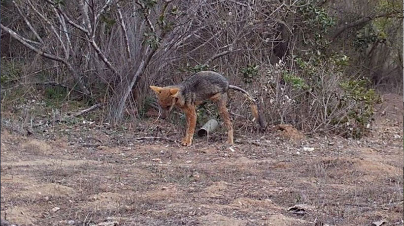 Conaf advierte de zorro con tiña o sarna en Lago Peñuelas y llama a no llevar mascotas