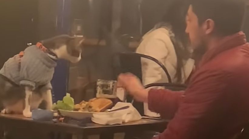 Joven y su gato sordo se hacen virales en redes sociales tras ser captados carreteando en un pub de Concepción