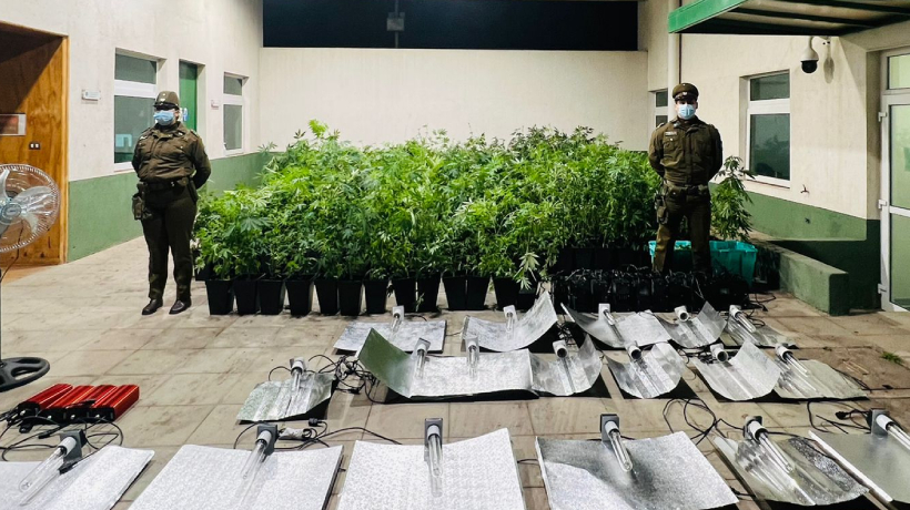 El olor la delató: mujer llamó a Carabineros por robo y fue detenida con más de 700 plantas de cannabis en Quintero El olor la delató: mujer llamó a Carabineros por robo y fue detenida con más de 700 plantas de cannabis en Quintero