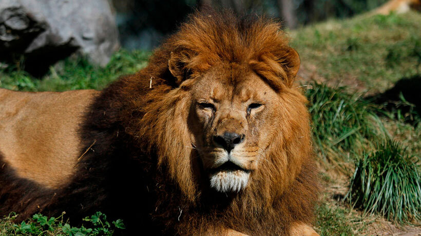 Piden a Contraloría investigar muerte de leones del Zoológico de Quilpué