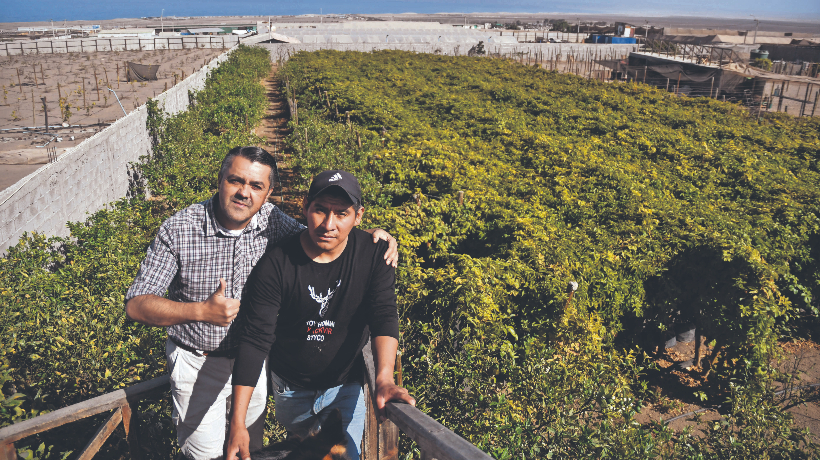 Agricultores de Antofagasta apuestan por el cultivo de frutos tropicales en pleno desierto de Atacama