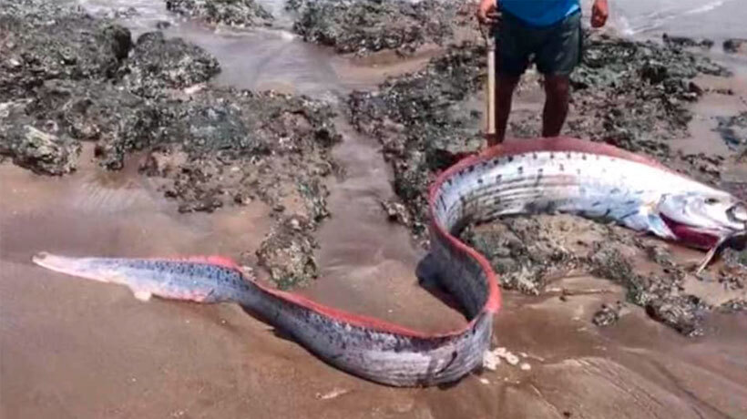 ¿Se cumplió el presagio?: Se registra ola de sismos tras el hallazgo del Pez Remo en Arica ¿Se cumplió el presagio?: Se registra ola de sismos tras el hallazgo del Pez Remo en Arica