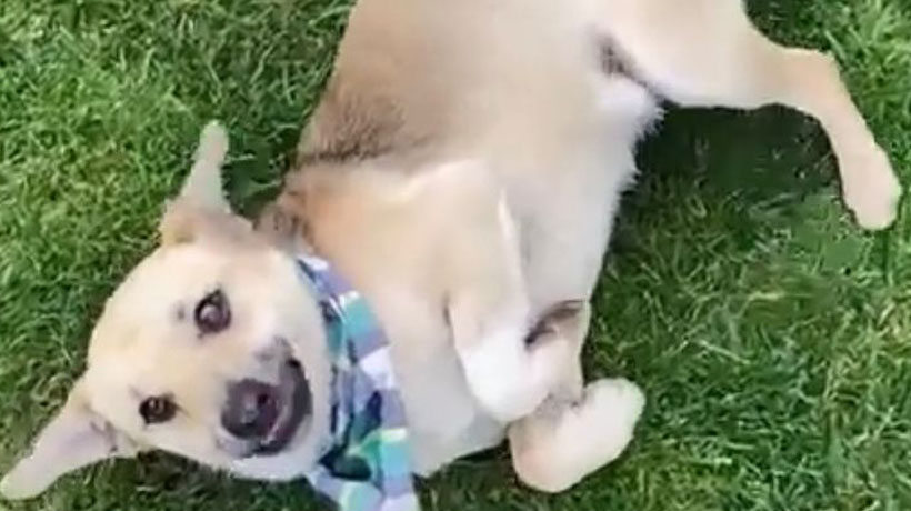 Final feliz: perrito que sufrió maltrato animal encontró un hogar en Temuco Final feliz: perrito que sufrió maltrato animal encontró un hogar en Temuco