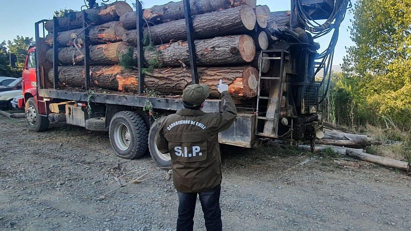 Fiscalía descartó iniciar investigación por supuesto nexo entre oficial de Carabineros el con robo de madera