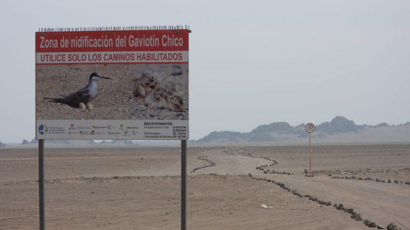 “Itata-Gualaguala”: El nuevo santuario de la naturaleza de Mejillones que es zona de nidificación del gaviotín chico “Itata-Gualaguala”: El nuevo santuario de la naturaleza de Mejillones que es zona de nidificación del gaviotín chico