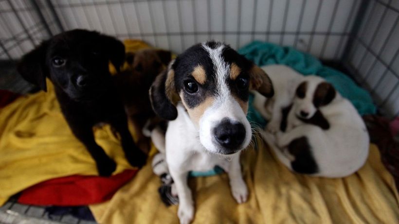 Maltrato animal en Villarrica: Sujeto es detenido por arrojar 9 perros dentro de un saco amarrado a canil municipal