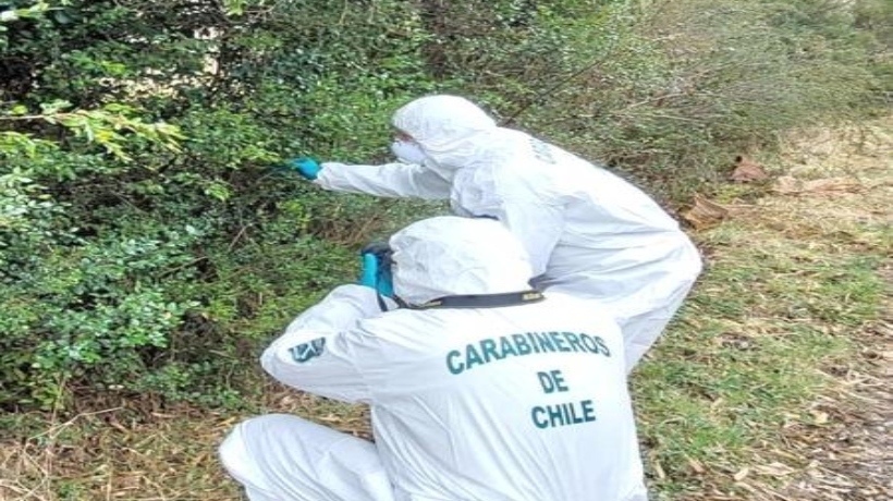 Quellón: perito analiza insectos para dar con el paradero de vecino desaparecido hace 486 días