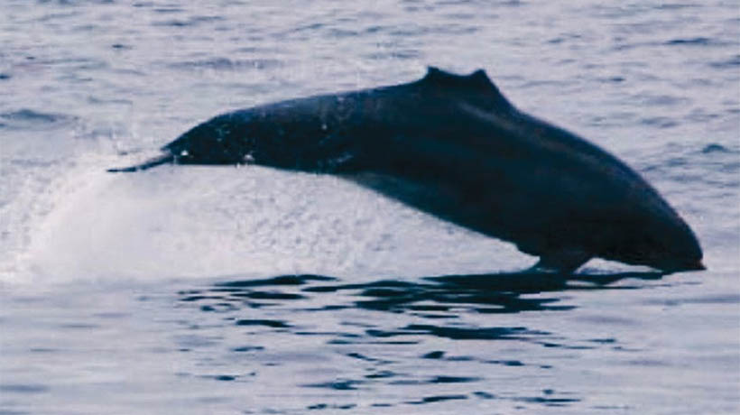 Captan a delfines en bahía de San Antonio: A uno de ellos le faltaba su aleta dorsal