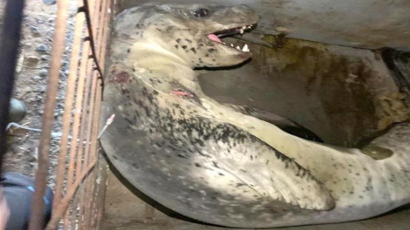Liberan a foca leopardo atendida en Chiloé: fue devuelta a las aguas por presentar estrés