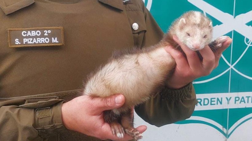 Carabineros de Antofagasta recupera a hurón sustraído desde mascoteca del sector centro: Fue reconocido gracias a chip Carabineros de Antofagasta recupera a hurón sustraído desde mascoteca del sector centro: Fue reconocido gracias a chip