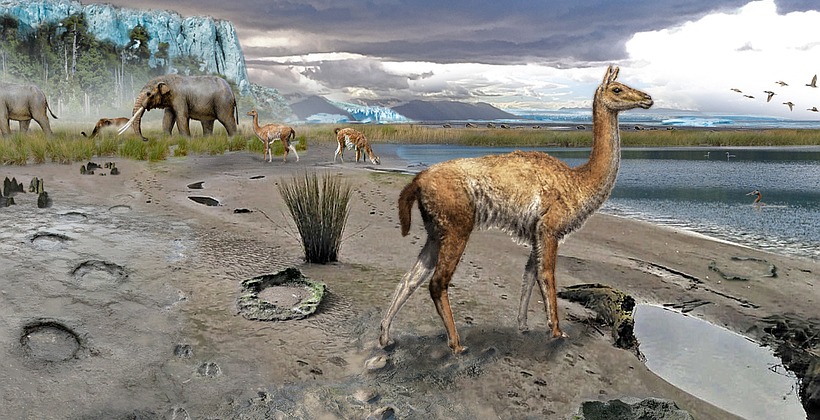 Estudio identificó que en Puerto Montt habitaron ancestros de elefantes y guanacos de hace 44 mil años