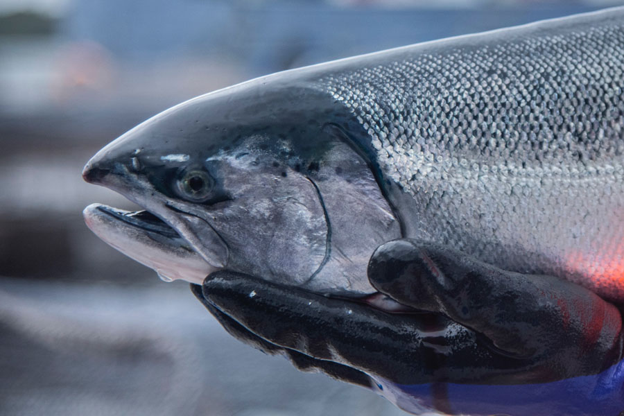 Con la Ecopiscicultura Aucha, Invermar demuestra que la industria del salmón sí puede ser sustentable