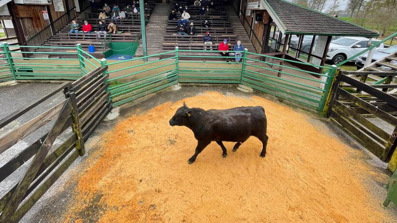 Feria Fegosa de Purranque realizará remate especial de toros del Centro INIA La Pampa