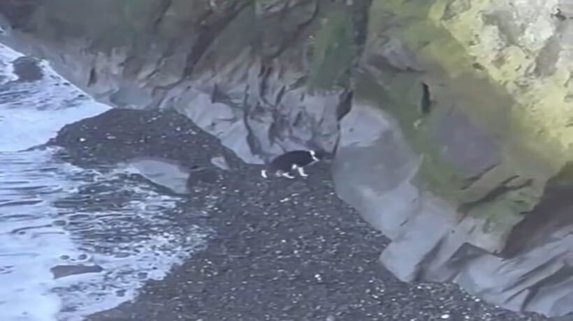 Perrito atrapado en acantilado del Muelle de las Almas desplegó amplio operativo de rescate