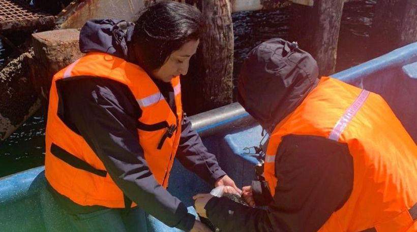 Toxina asociada a marea roja origina prohibición de extracción de moluscos en parte del Golfo de Arauco