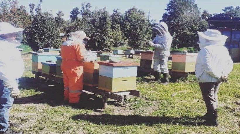 Realizan taller de producción apícola en Ancud Realizan taller de producción apícola en Ancud