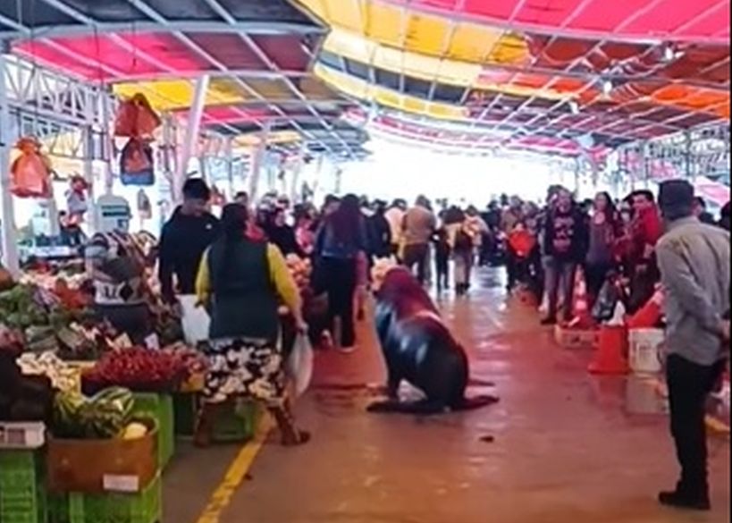 Al menos dos locales de pescados y mariscos de la Feria Fluvial de Valdivia fueron dañados por un lobo marino
