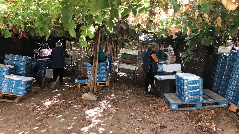 Más de 800 bolivianos llegarán para la cosecha de Uva de mesa en Tierra Amarilla Más de 800 bolivianos llegarán para la cosecha de Uva de mesa en Tierra Amarilla