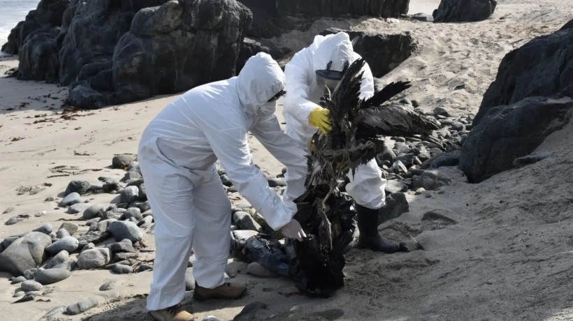 Más de 78 aves muertas han sido encontradas en las playas de Mejillones