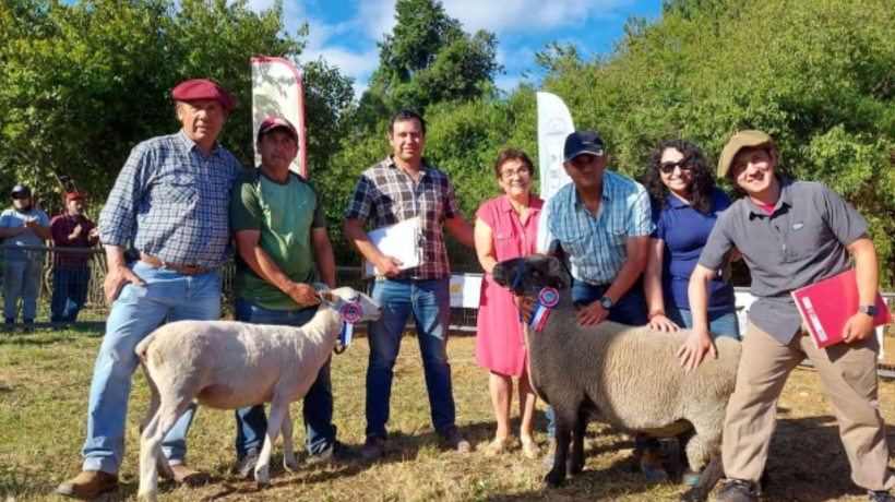 Lamb’s sales are slow after the increase in prices in the province of Osorno