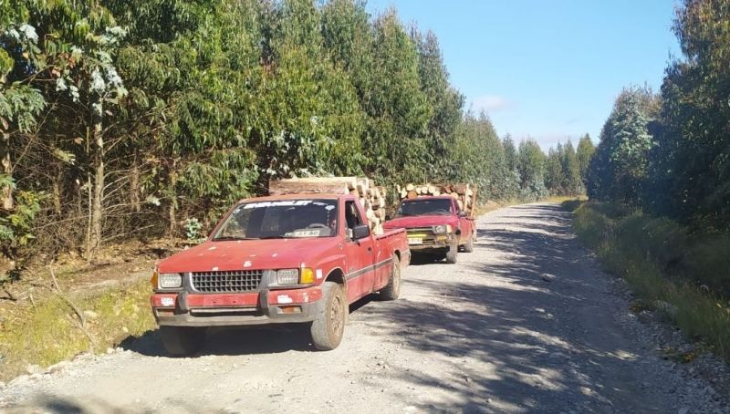 Detienen a cuatro hombres en Futrono por robar madera