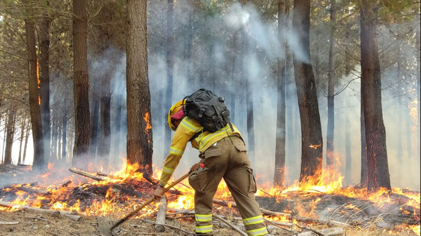 Alerta Roja para Lumaco: incendio forestal ha consumido un total de 60 hectáreas en la comuna