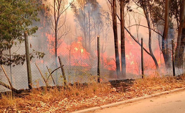Incendio forestal en Hacienda San Enrique consumió 615 hectáreas