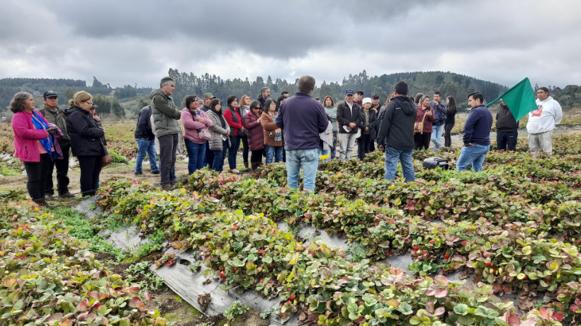 Nuevas variedades de frambuesa reúnen a agricultores de La Araucanía