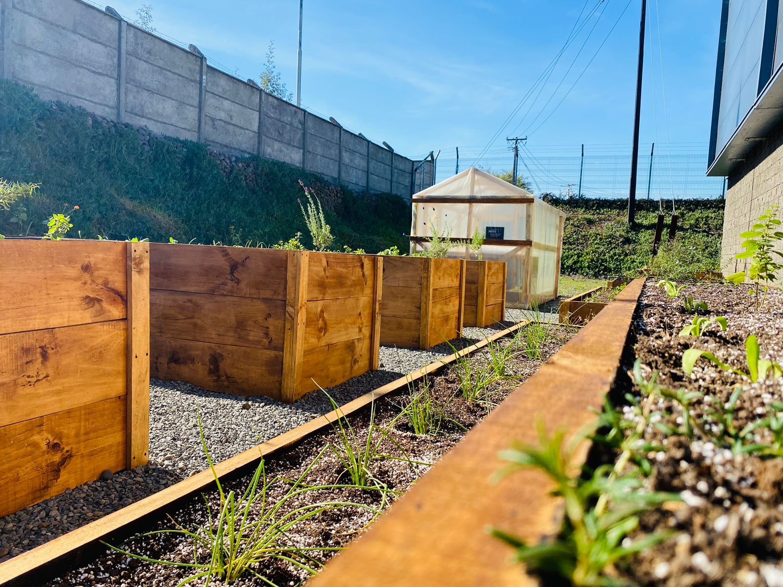 Inauguran huerto urbano para unidades vecinales en Patio Outlet Temuco