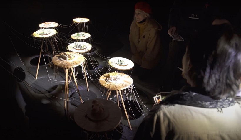 Segunda versión del Festival del Reino Fungi llega a Pucón