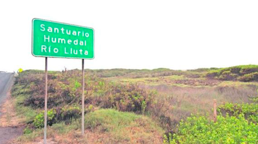 Preocupación en Arica: Denuncian loteos irregulares que dañan el humedal del río Lluta