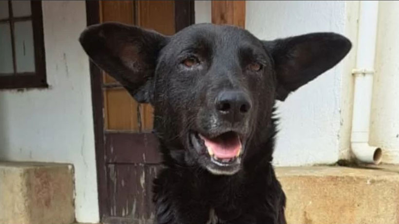 Acusan posible caso de zoofilia en Valparaíso: perrito fue encontrado en estado crítico Acusan posible caso de zoofilia en Valparaíso: perrito fue encontrado en estado crítico