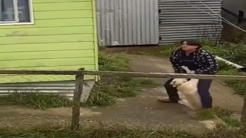 Ancud: sujeto es captado golpeando a un perro en su domicilio