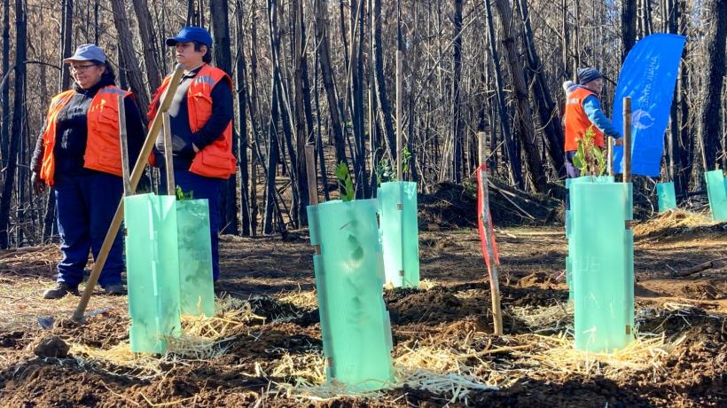 Inician reforestación y recuperación de cerro Catiray en Santa Juana