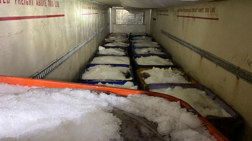 Carabineros incautó 21 toneladas de Jibia sin acreditación de origen legal que tenían como destino el Biobío