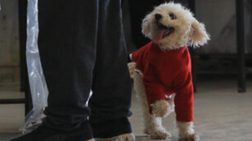 ¡No olvides a tus mascotas! : recomendaciones para protegerlas del frío y enfermedades respiratorias