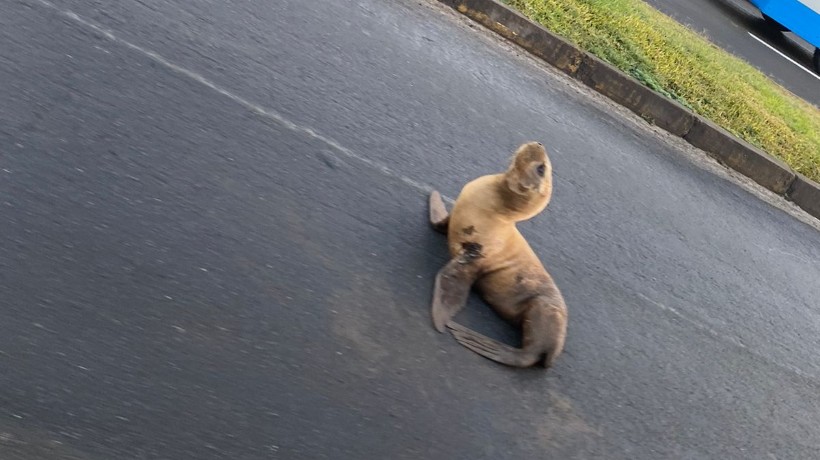 Captan a lobo marino en plena avenida en el sector sur de Antofagasta