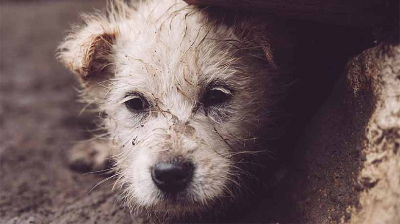 Expertos de la salud entregan recomendaciones para el cuidado de mascotas por las inundaciones Expertos de la salud entregan recomendaciones para el cuidado de mascotas por las inundaciones
