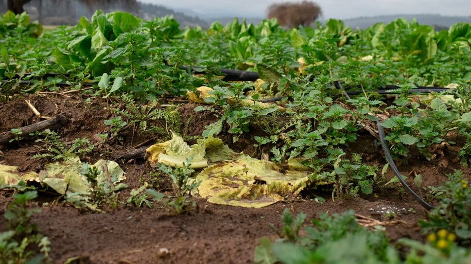 Ministro de Agricultura prevé aumento de precios "temporales" tras lluvias: "Se justifica un alza moderada" Ministro de Agricultura prevé aumento de precios "temporales" tras lluvias: "Se justifica un alza moderada"